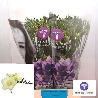 Freesia Ambiance Single