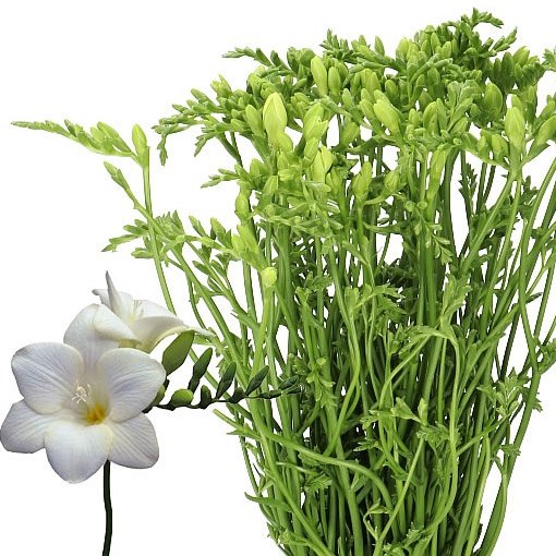 Freesia Bellina Single