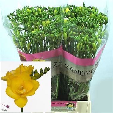 Freesia double clarissa