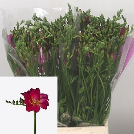 Freesia Double Adele