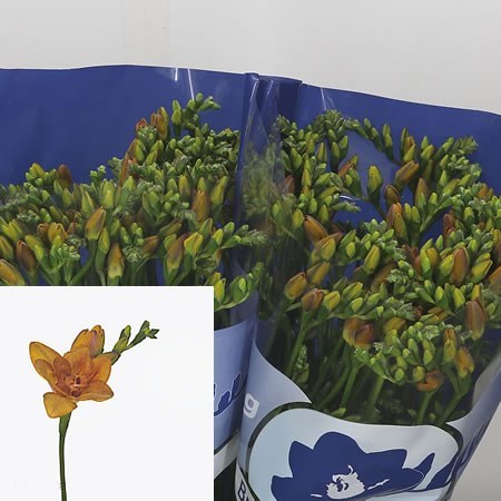 Freesia Double Bastogne