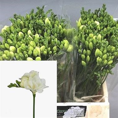Freesia Double Belleville