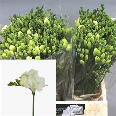 Freesia Double Belleville (Extra)