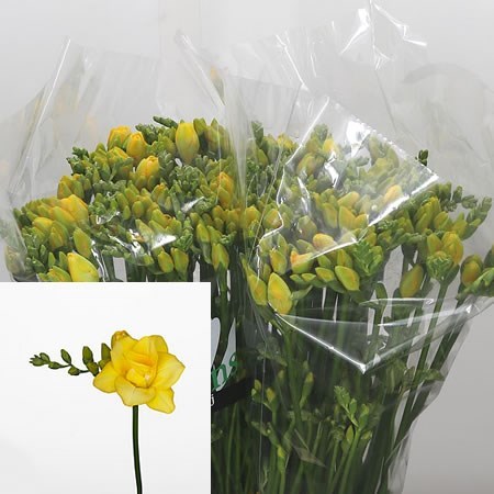 Freesia Double Boulevard