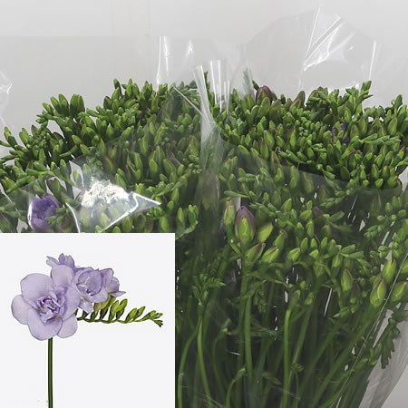 Freesia Double Carice