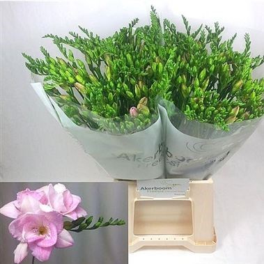 Freesia Double Honeymoon