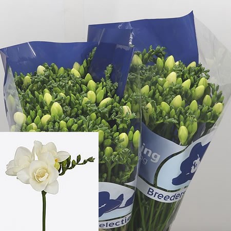Freesia Double Rimini