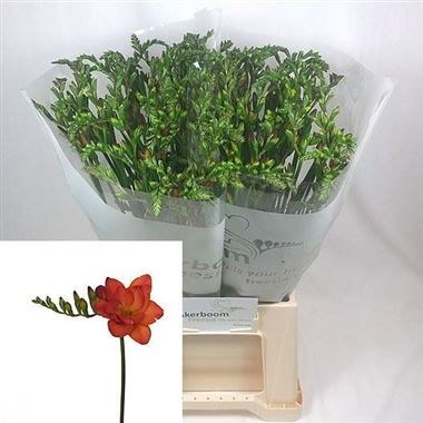 Freesia Double Ruby Red