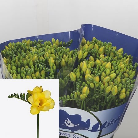 Freesia Double Survivor