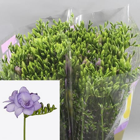 Freesia Double Tavira