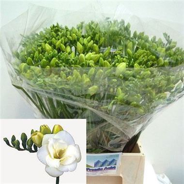 Freesia Double Versailles