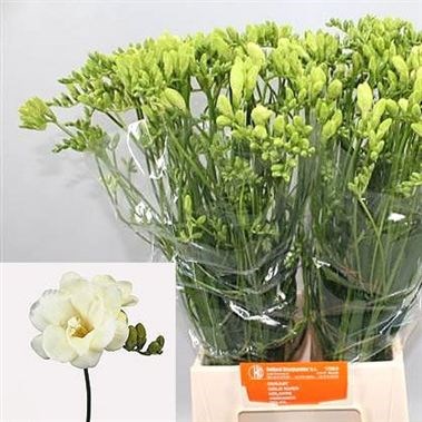 Freesia Double Volante