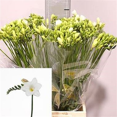 Freesia Galaxy Single