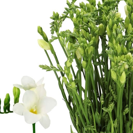 Freesia Galaxy Single