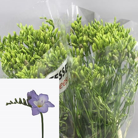 Freesia Indigo Beach Single