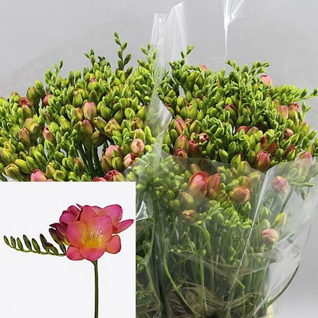 Freesia Intense Single