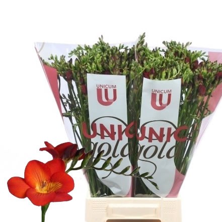 Freesia Merci Single