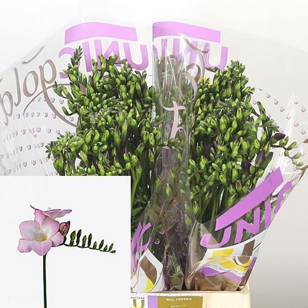 Freesia Orion Single