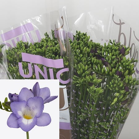 Freesia Palermo Single