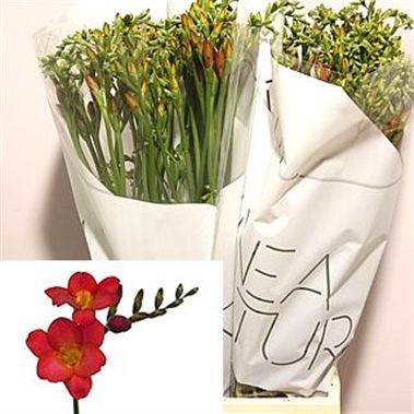 Freesia Red Passion Single