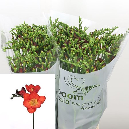 Freesia red river single