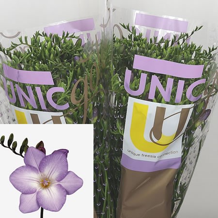  Freesia Saffier Single