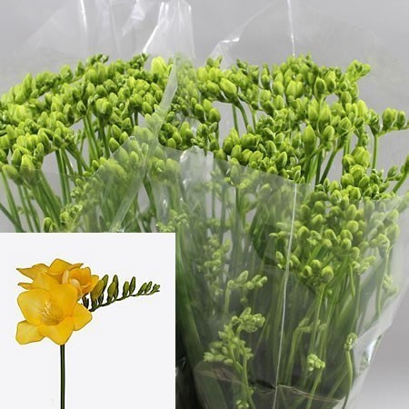Freesia Sunvalley Single