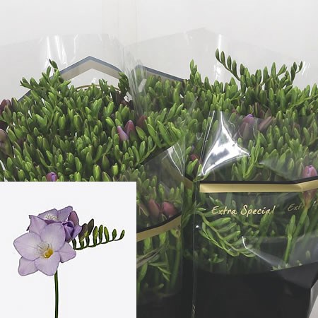 Freesia Vera Single