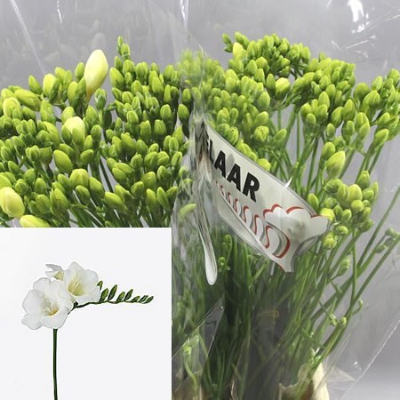 Freesia Wonderfull White Single