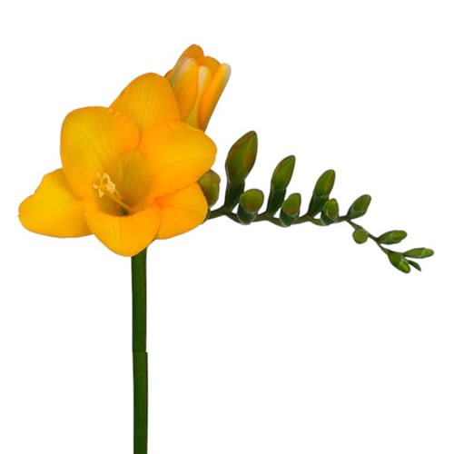 Freesia Yellow Passion Single