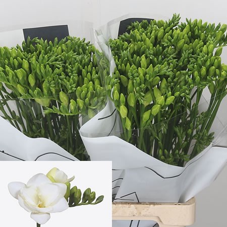 Freesia double zephyr