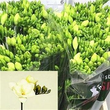 Freesia double zephyr