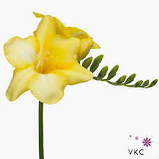 Freesia Rio Single