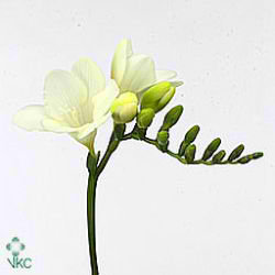 Freesia snow river single