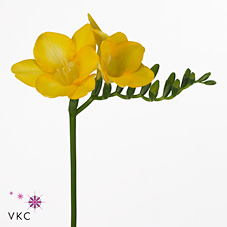 Freesia tournesol single