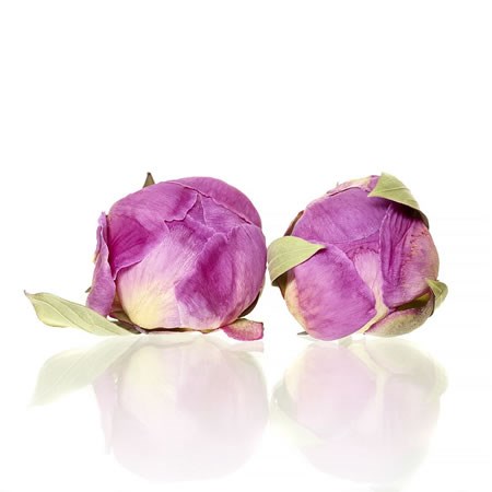 Freeze Dried Peony Heads