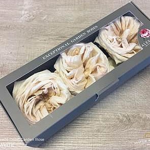 Freeze Dried White O'Hara Roses