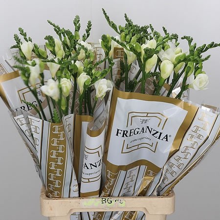 Freganzia Siberian White