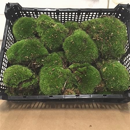 Cushion Moss (Bun Moss)