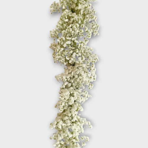 Fresh Gypsophila Garland (6ft)