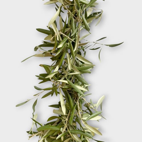 Fresh Olive Garland (6ft)