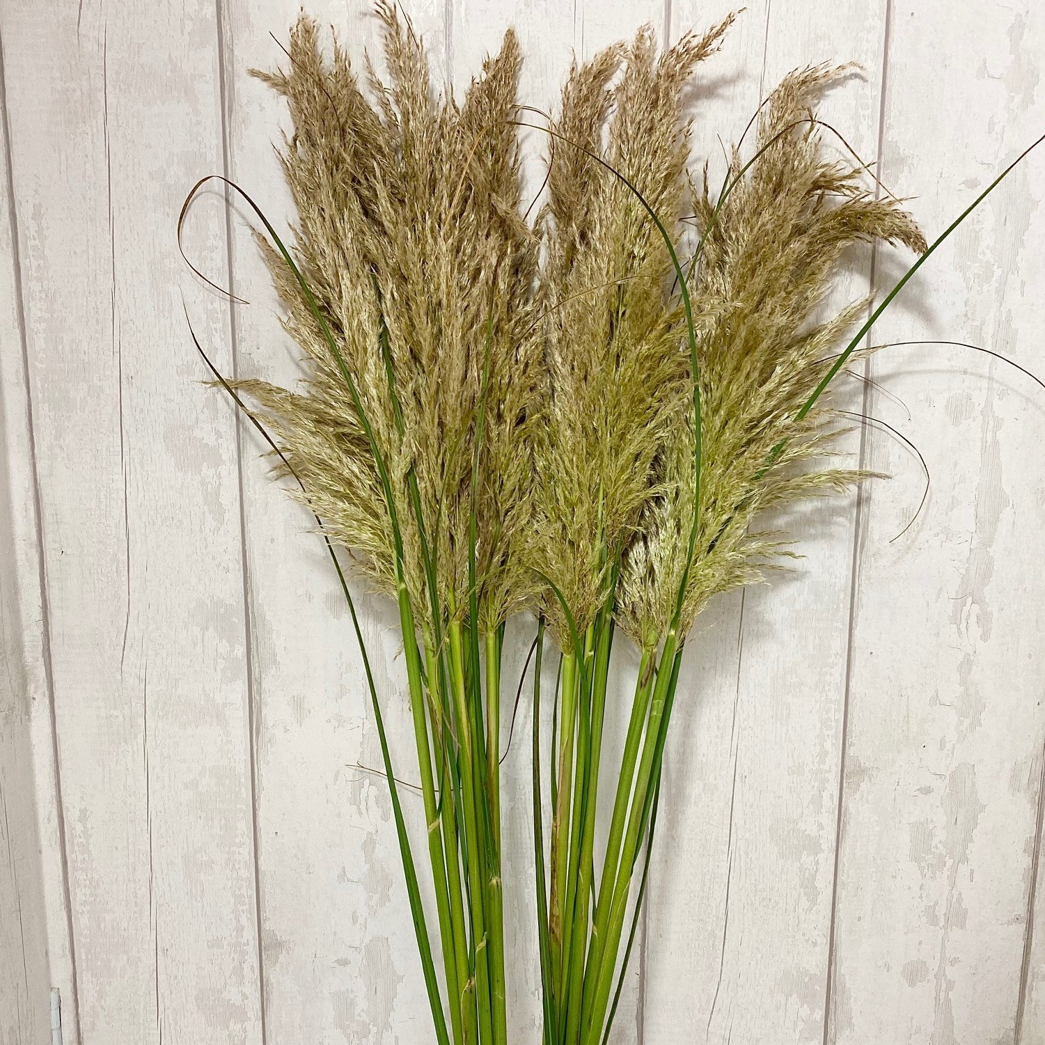 Pampas Grass Fresh 100cm Wholesale Dutch Flowers Direct & Forist