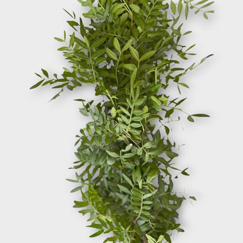 Fresh Pistache Garland (6ft)