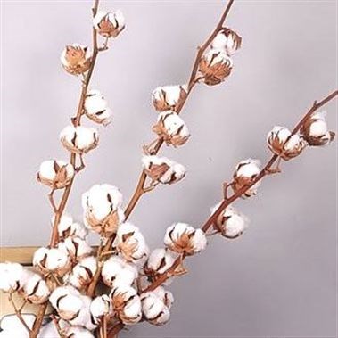 Gossypium Cotton - 7 Buds