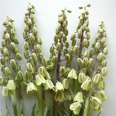 Fritillaria Persica Green Dreams