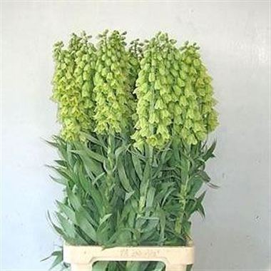 Fritillaria Ivory Bells