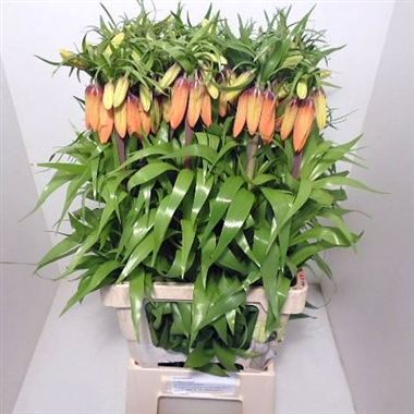 Fritillaria Orange Beauty