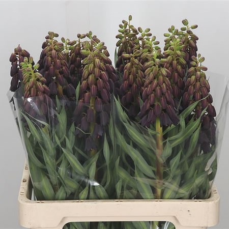 Fritillaria Perzika