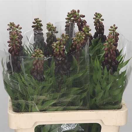 Fritillaria Purple Dynasty