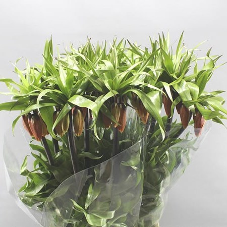 Fritillaria Rubra Maxima